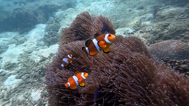 06/03/2024 - Croisière inoubliable au coucher du soleil