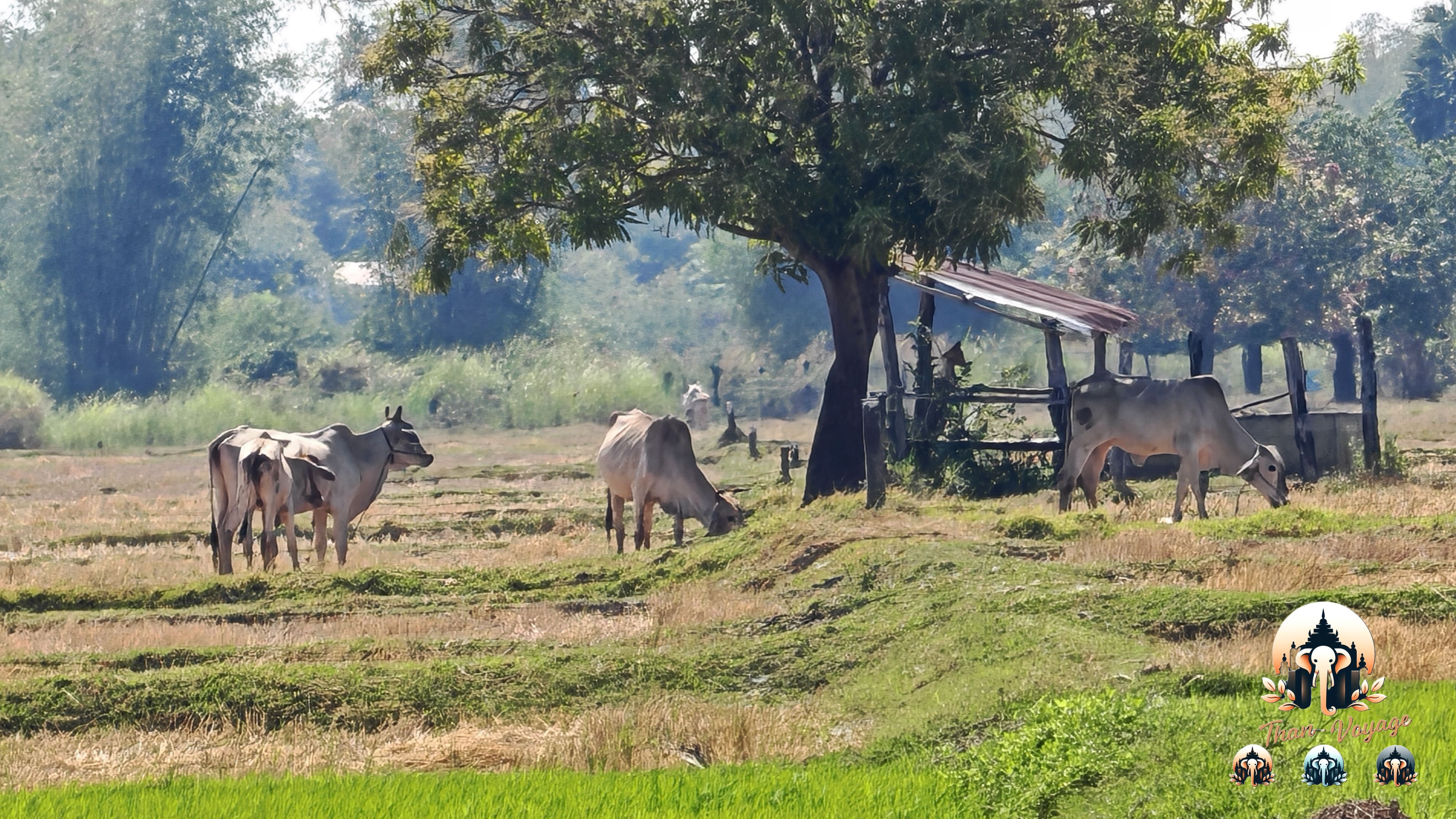 Vaches dans la campagne autour de Kratie au Cambodge