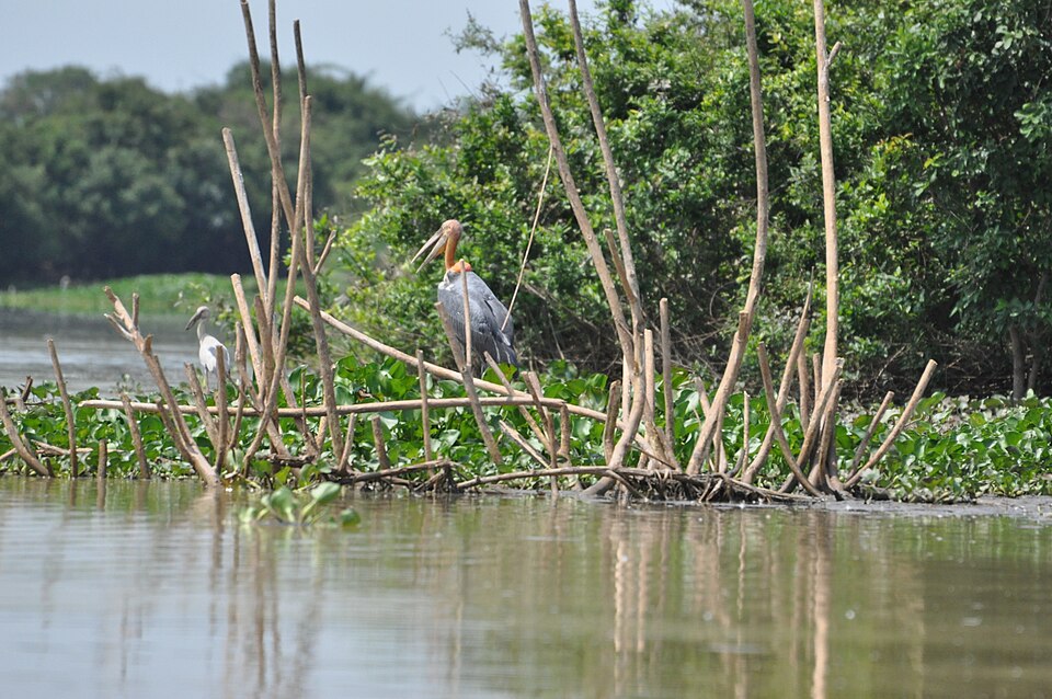 Grue antigone au plumage gris et au cou rouge dans une zone humide du Cambodge
