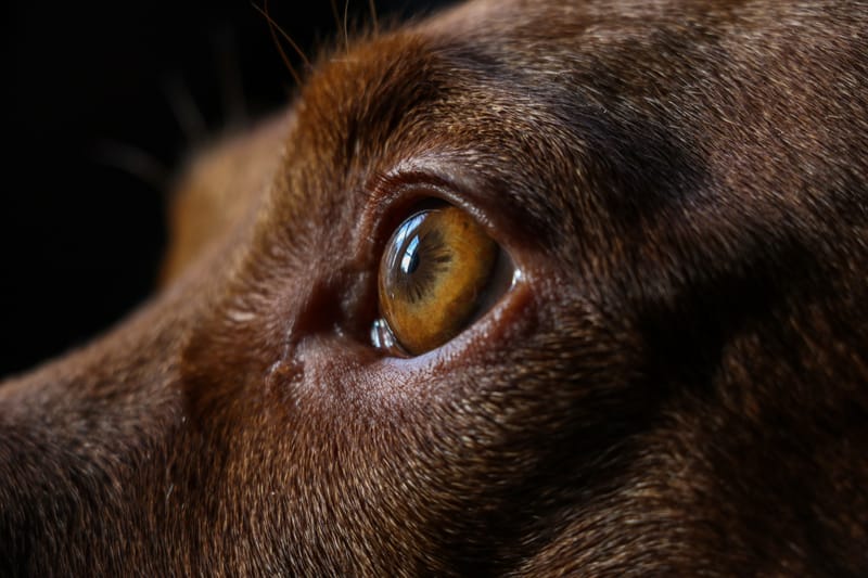 PawsVision