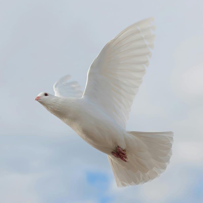 Facebook: PeaceRVNCH2021tnhb