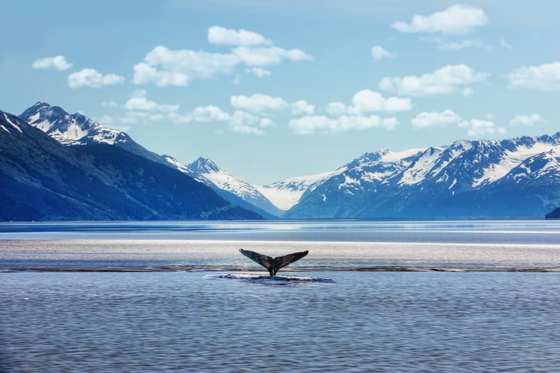 Discover Alaska’s Beauty with MSC Cruises
