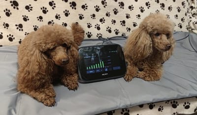 BE〽️ER mágnesterápia