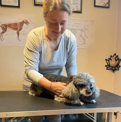 Manuál terápia: kutyáknál - embernél