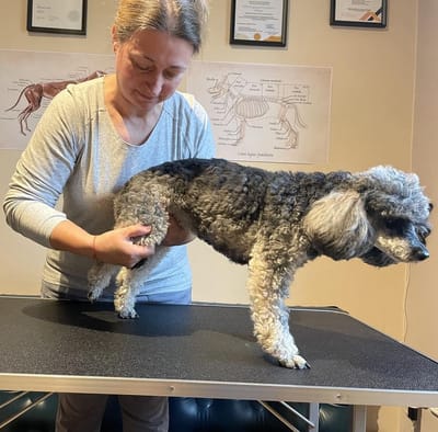 Milyen problémát okozhat kutyáknál a kezeletlen patella luxatio?