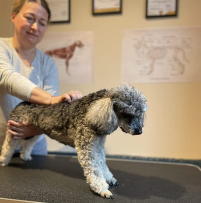 Miért fontos a kutyák mozgásszervi problémáinak kezelése?