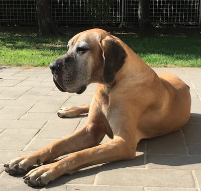 Mikortól számít idősnek kedvencünk?