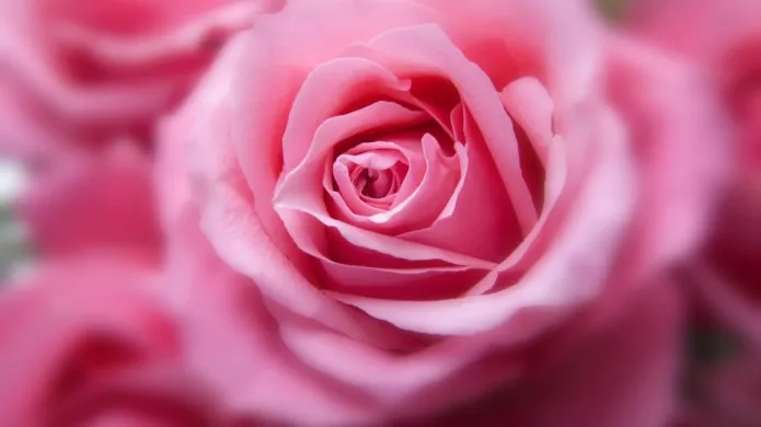 Rose Reiki. The Rose healing Ray