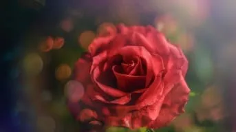 Rose Reiki. The Rose healing Ray