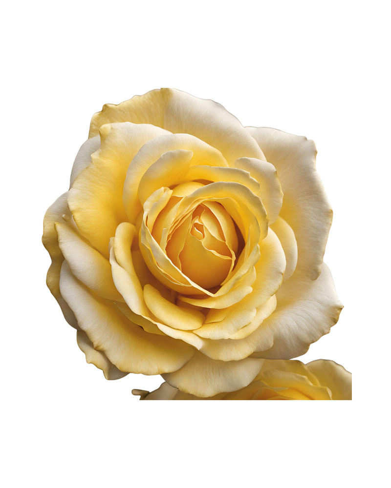 Tempio della Rosa Gialla.  L’Abbondanza e il Raccolto (Lammas)