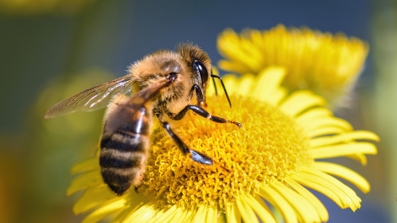 ape intenta a succhiare il nettare da un fiore