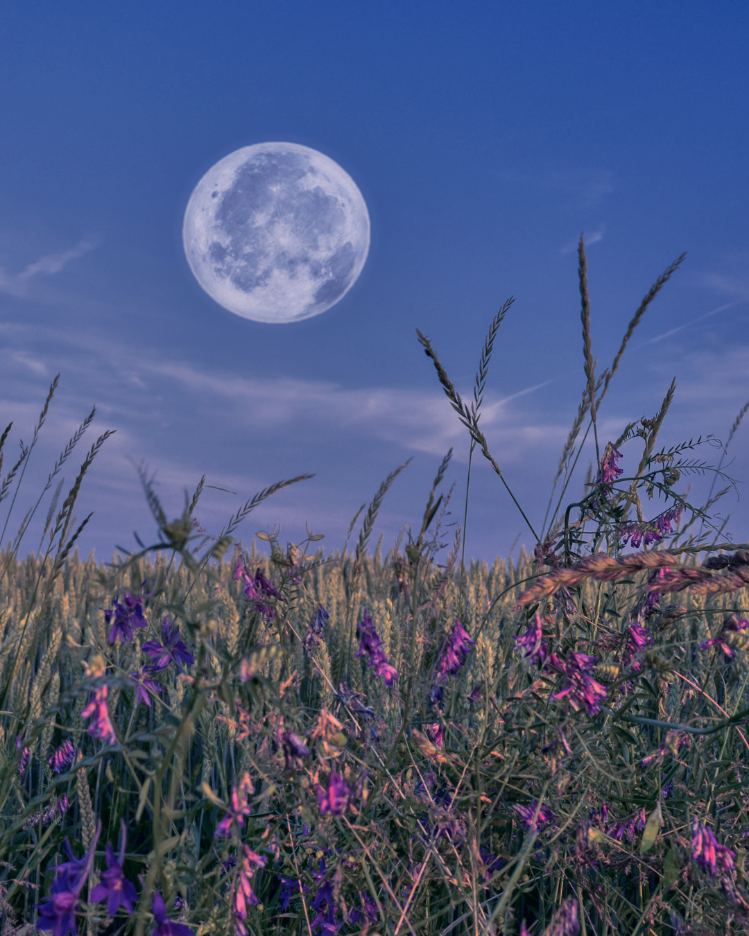 Prato fiorito,  illuminato dalla luna piena