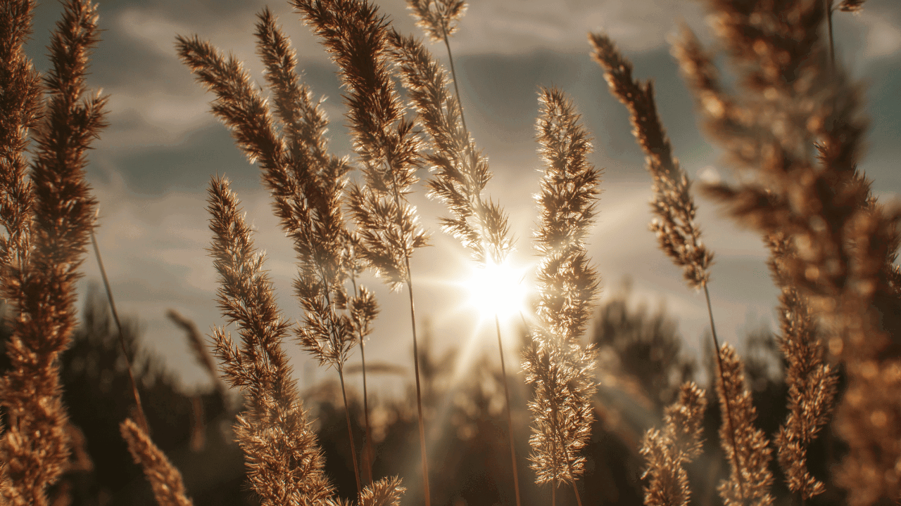 campo di grano