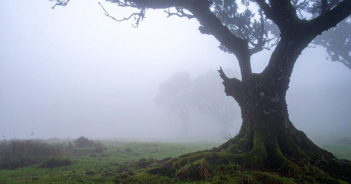 albero avvolto nella nebbia