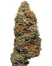 CANDY MAN (EVAP-INDOOR)