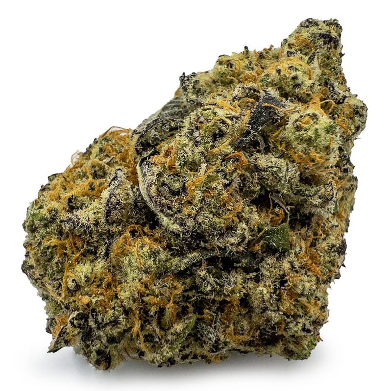 Black Magic (INDOOR)