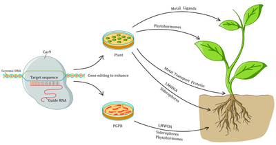 Genome Editing in Plants by Shivangi_ECW_Bioinformatics_Team Macroedtech