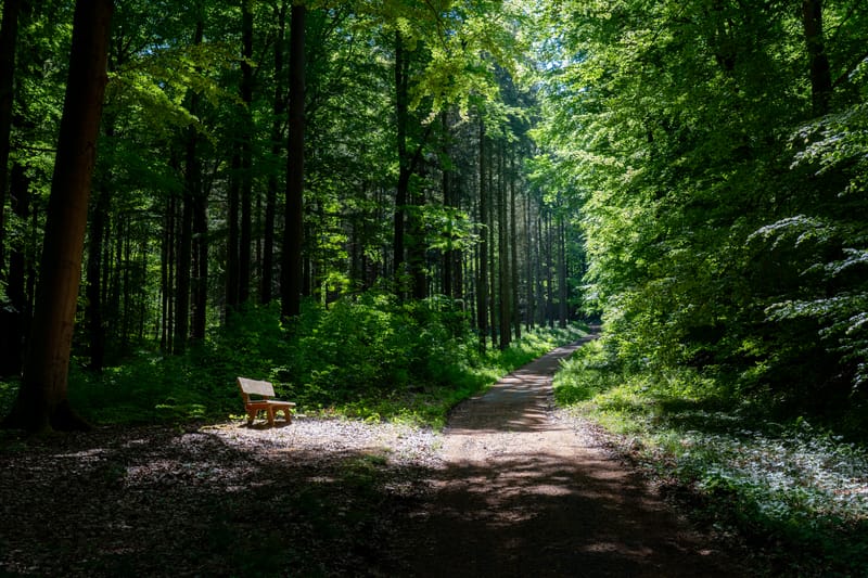 Importance of Preparing Plant Species Documentation Before Ground Surveys