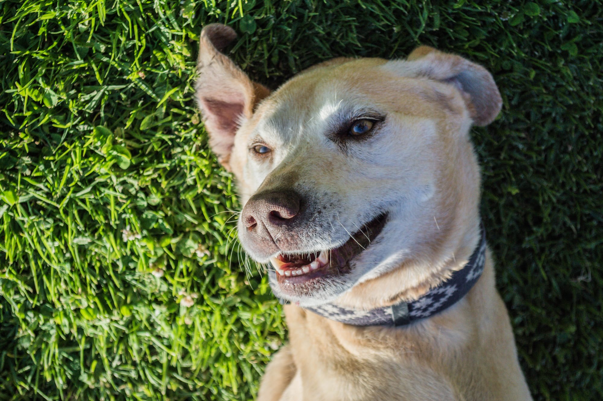 Top 20 Reasons a Pet Friendly Sober Living Home Improves Early Recovery in Los Angeles