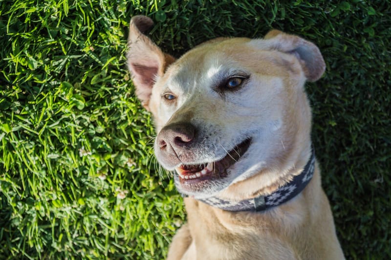 Top 20 Reasons a Pet Friendly Sober Living Home Improves Early Recovery in Los Angeles