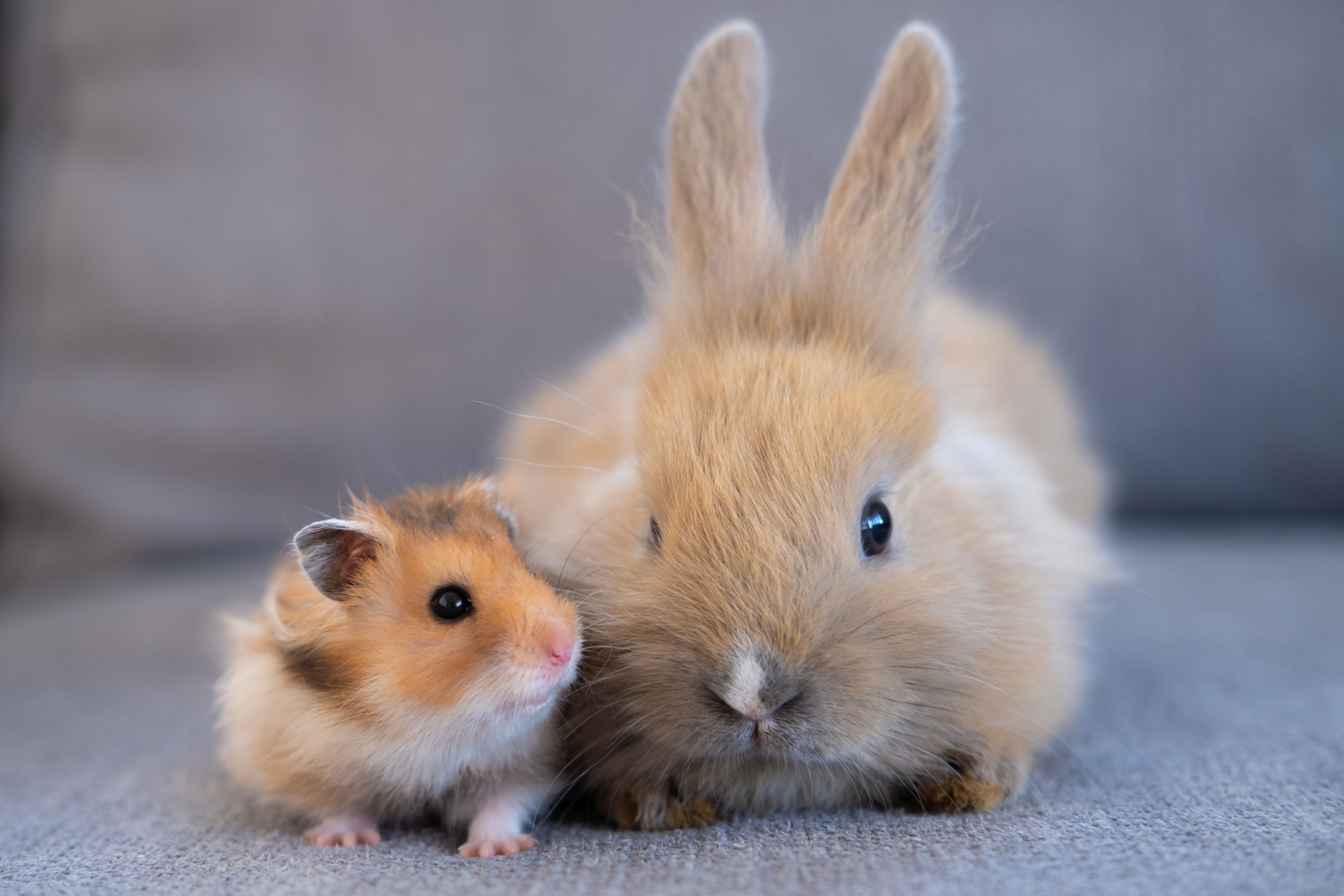 At Pet Friendly Sober Living we are proud to offer residents the option of bringing small rodents such as hamsters and bunnies, as pictured here a small hamster and bunny share a small embrace.