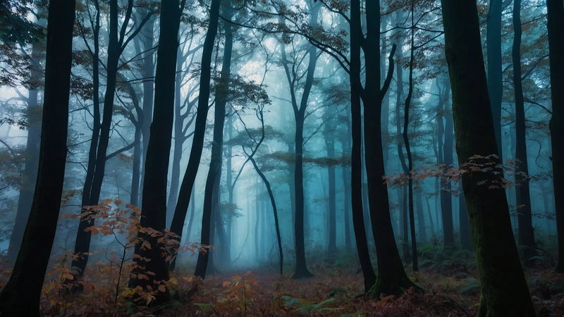 plain tress & forest