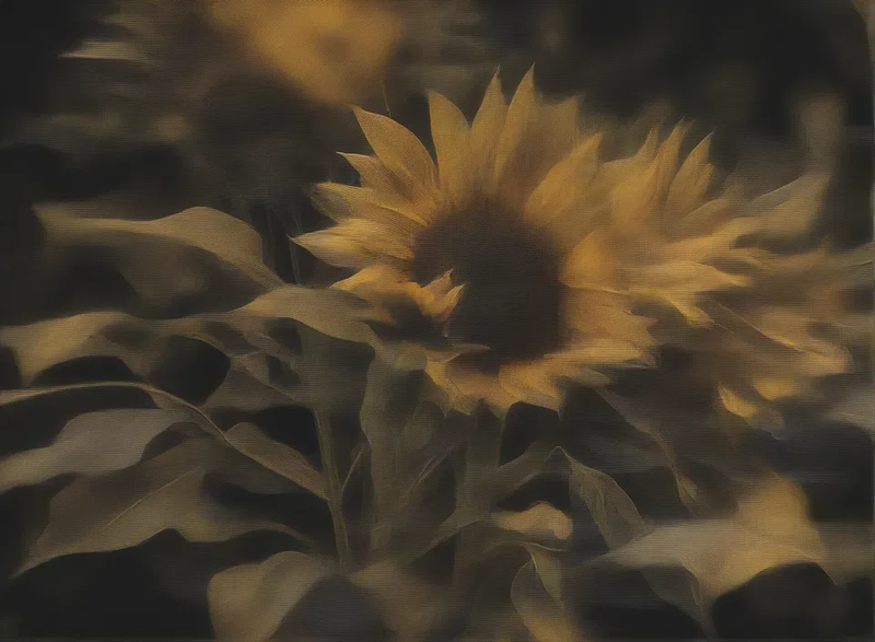 sunflowers, good bad & smelly