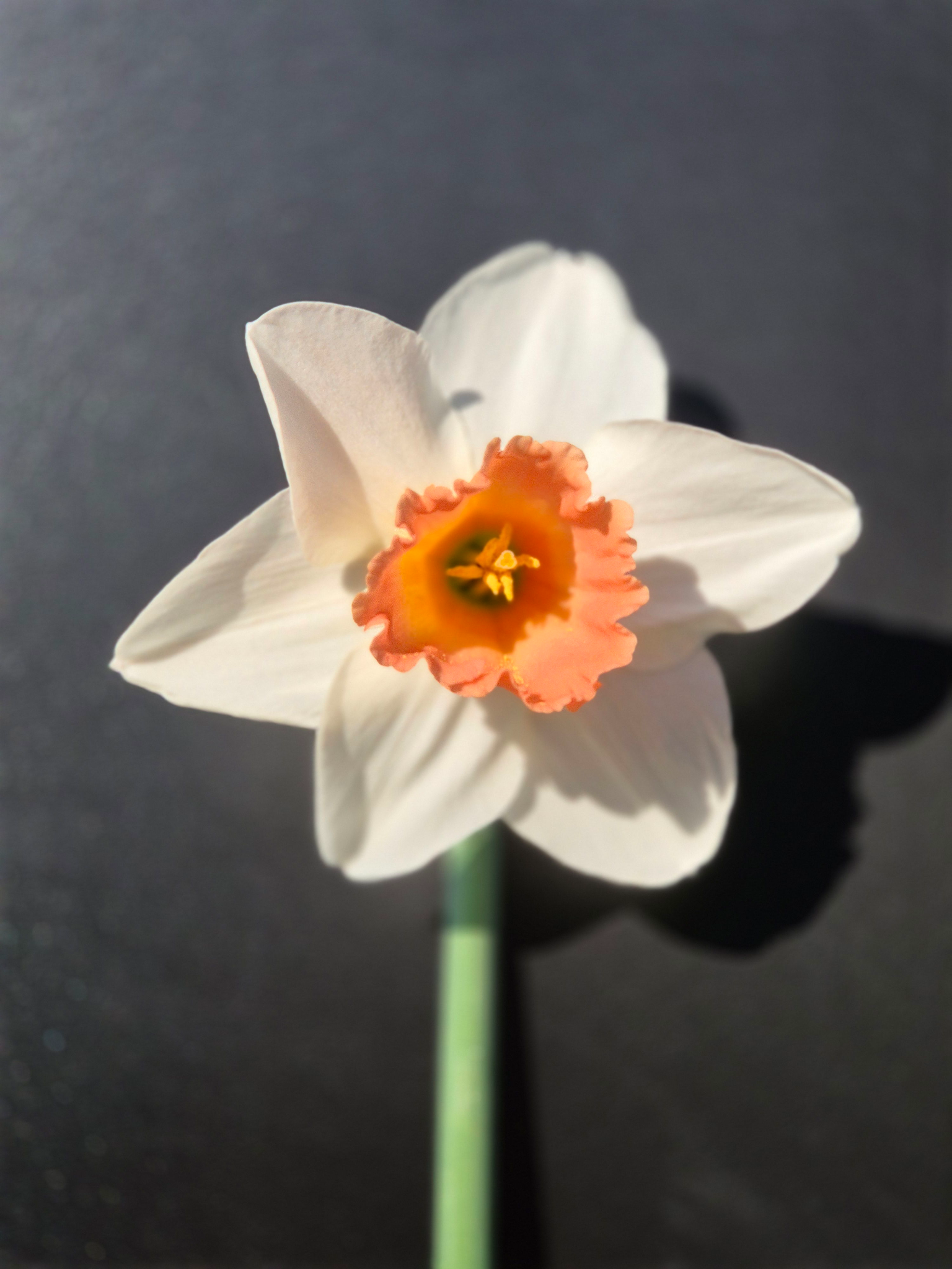 Ellen, ma fille avec un bouquet de narcisses Géranium (2024)