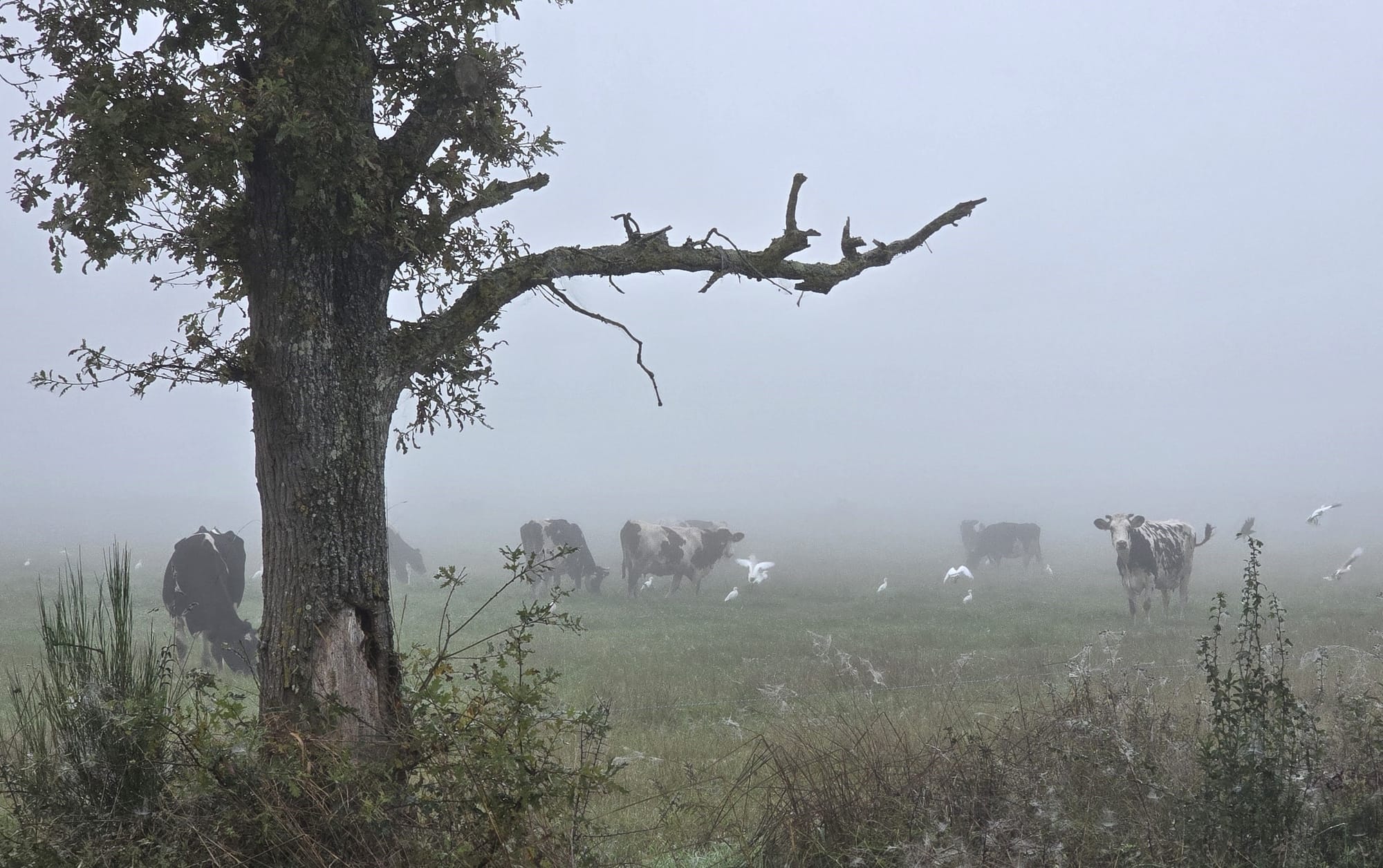 Matin brumeux dans le bocage Ligérien