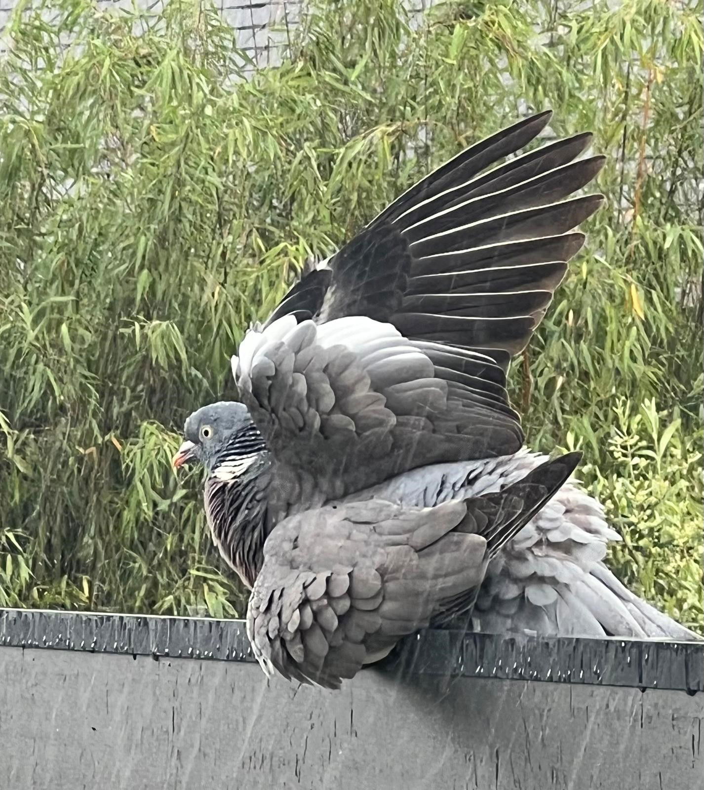 les oiseaux de Beaucouzé