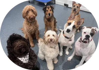 10 Ways to Save on Dog Grooming Services Without Sacrificing Quality