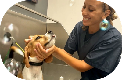Dog Grooming at Home: A Step-by-Step Guide for Beginners