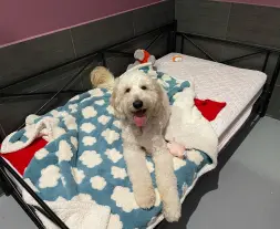 Dog Daycare