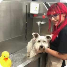 Pet Grooming