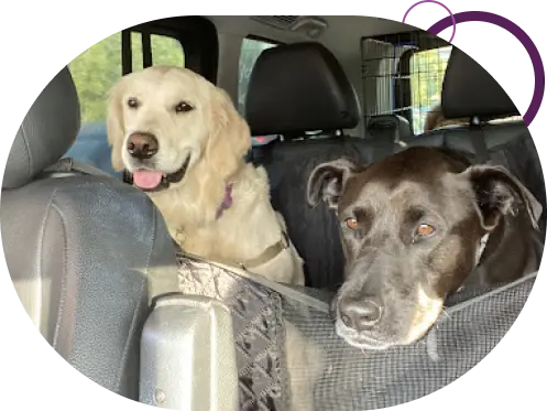 Dog Pick-up &amp; Drop-off