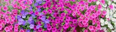 Osázíme vám truhlíky, mísy a jiné pěstební nádoby, podle vašeho přání