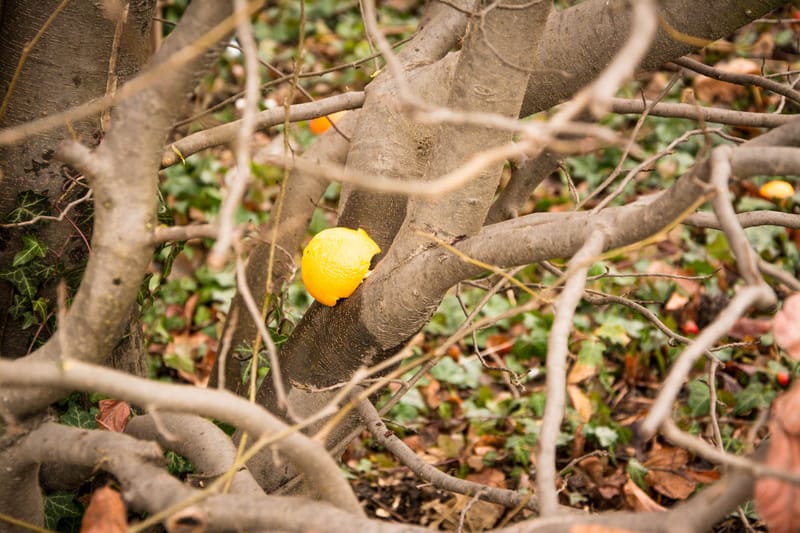 Battaglia delle Arance