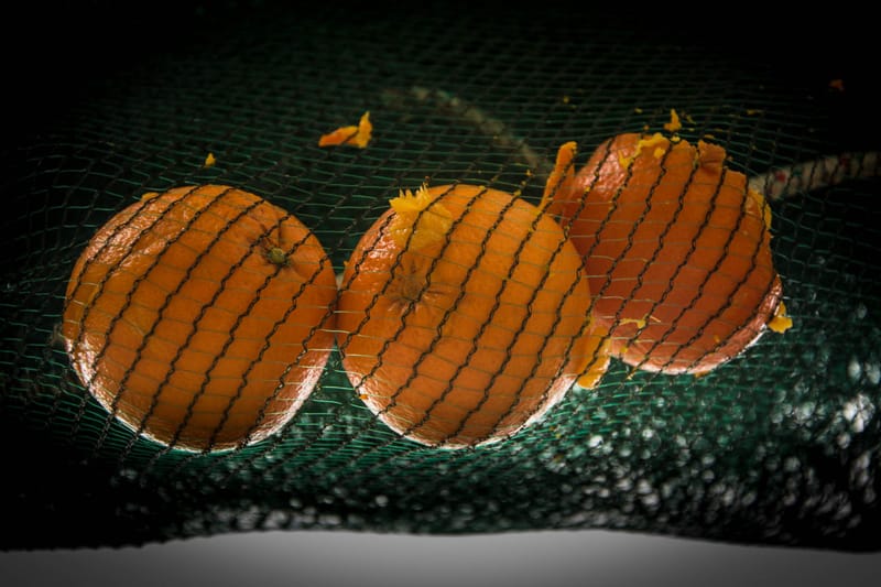 Battaglia delle Arance