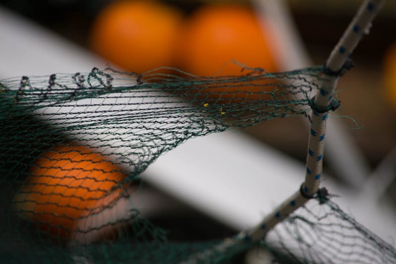 Battaglia delle Arance