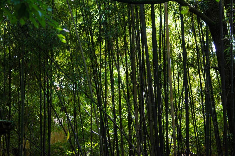 Oasi Naturalistica Sant'Alessio