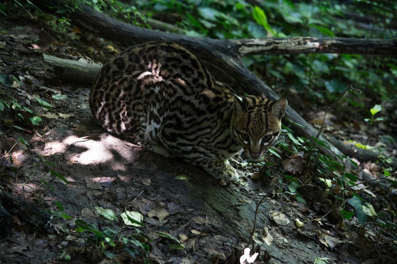 Oasi Naturalistica Sant'Alessio