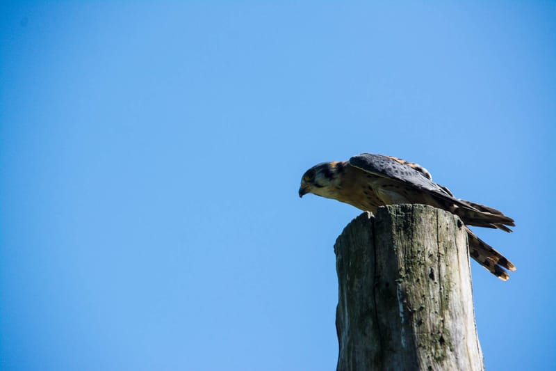 Oasi Naturalistica Sant'Alessio