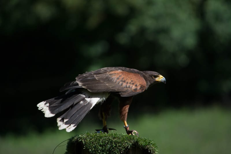 Oasi Naturalistica Sant'Alessio