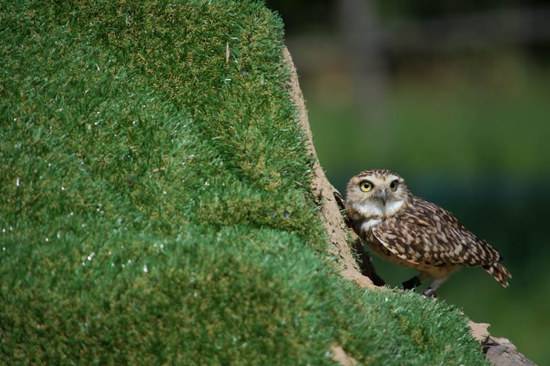 Oasi Naturalistica Sant'Alessio