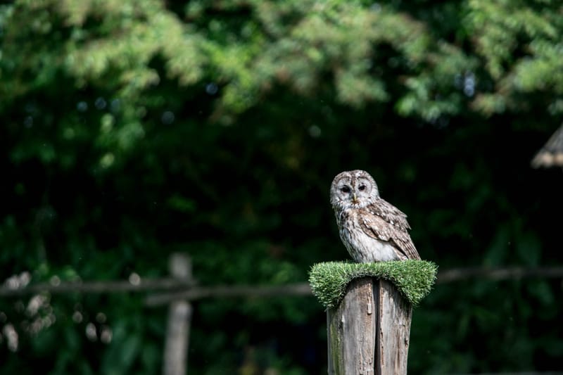 Oasi Naturalistica Sant'Alessio