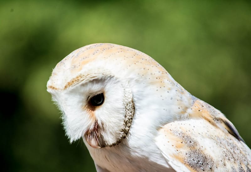 Oasi Naturalistica Sant'Alessio