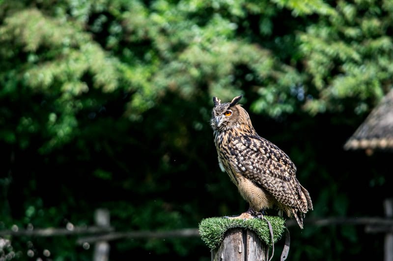 Oasi Naturalistica Sant'Alessio