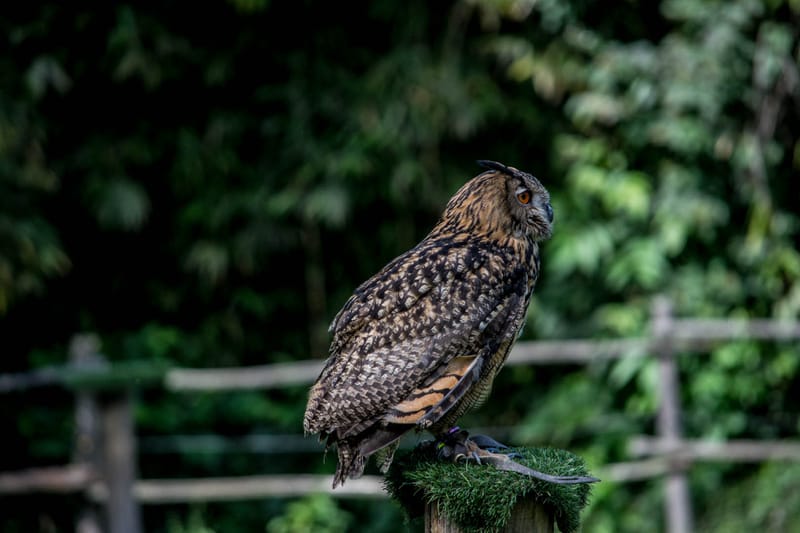 Oasi Naturalistica Sant'Alessio