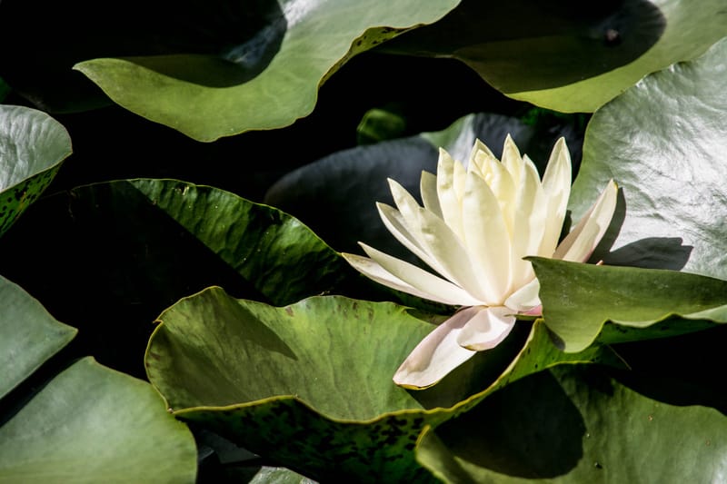 Oasi Naturalistica Sant'Alessio