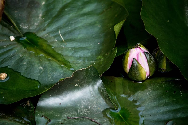 Oasi Naturalistica Sant'Alessio
